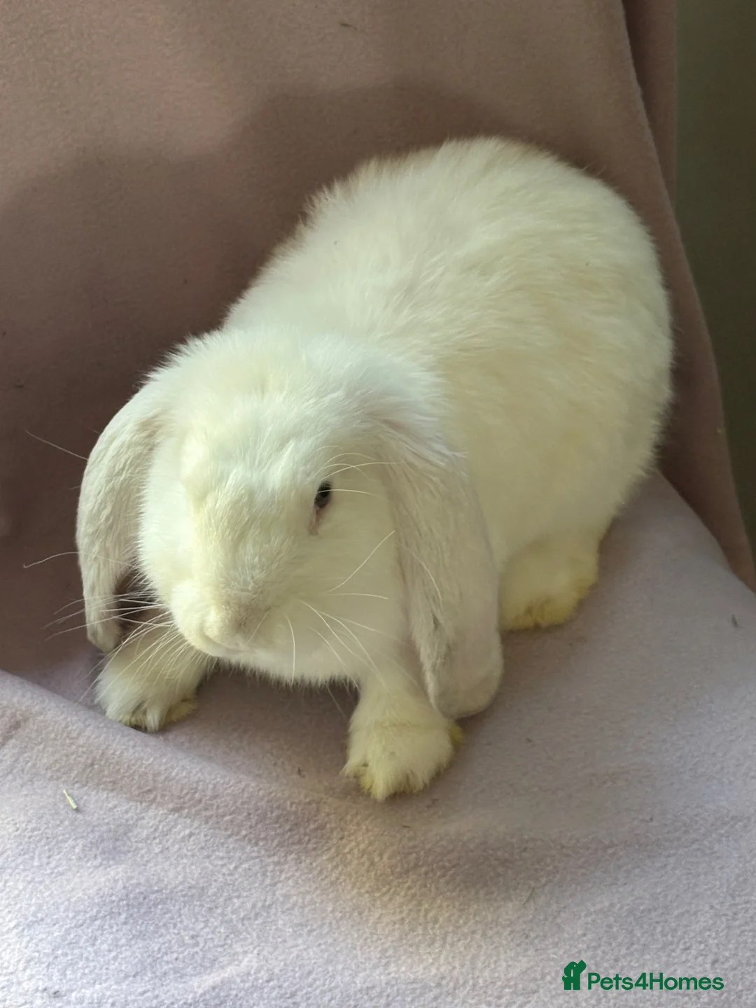 French Lop rabbits for sale: French lop baby - Advert 2