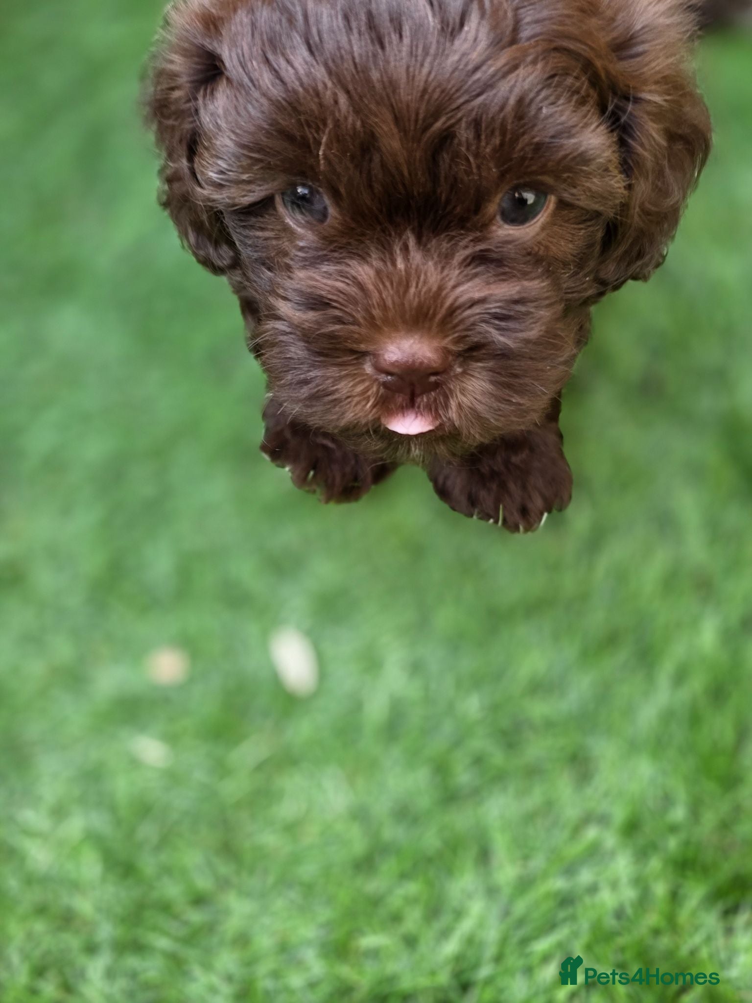 Shihpoo dogs Shihpoo puppies  - Advert 8