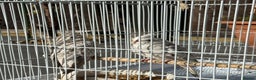 Cockatiels birds for sale: Pair of cockatiels with cage  - Advert 9
