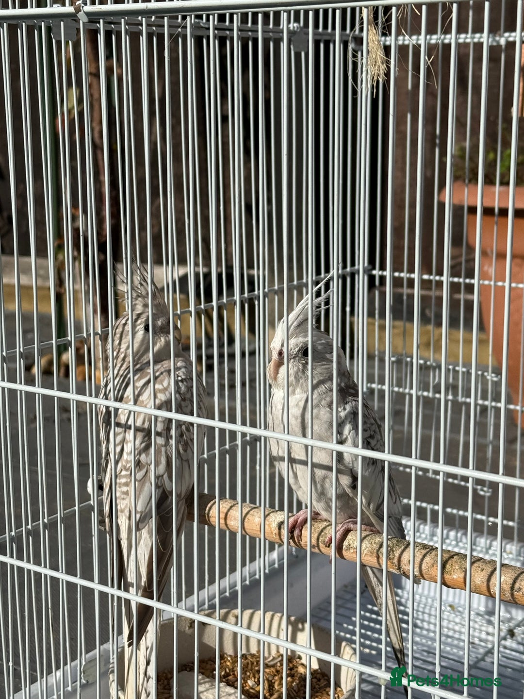Cockatiels birds for sale: Pair of cockatiels with cage  - Image 9