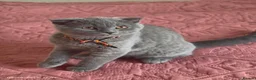 Scottish Fold cats for sale: 2 Lovely Scotish Fold Male Kittens  - Advert 16