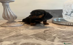 Miniature Dachshund dogs for sale: 🐾 Miniature Dachshund Puppies 🐶  - Image 9
