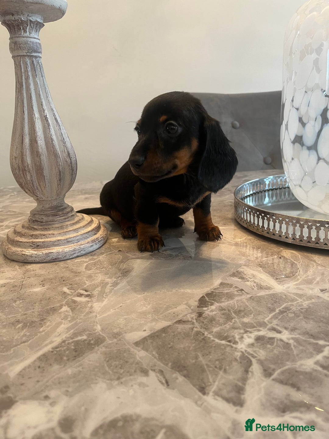 Miniature Dachshund dogs for sale: 🐾 Miniature Dachshund Puppies 🐶  - Image 9
