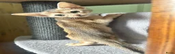 Abyssinian cats for sale: TICA Abyssinian kittens  - Advert 21