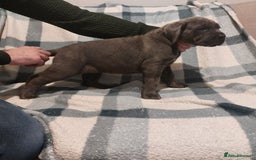 Cane Corso dogs for sale: Cane Corso - Image 20