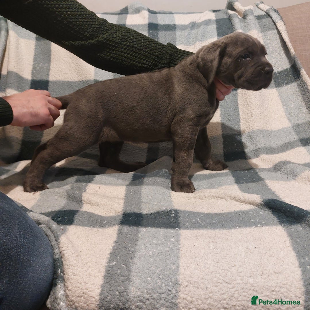 Cane Corso dogs for sale: Cane Corso - Image 20