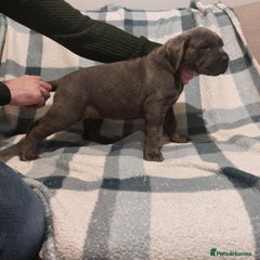 Cane Corso Puppy 4
