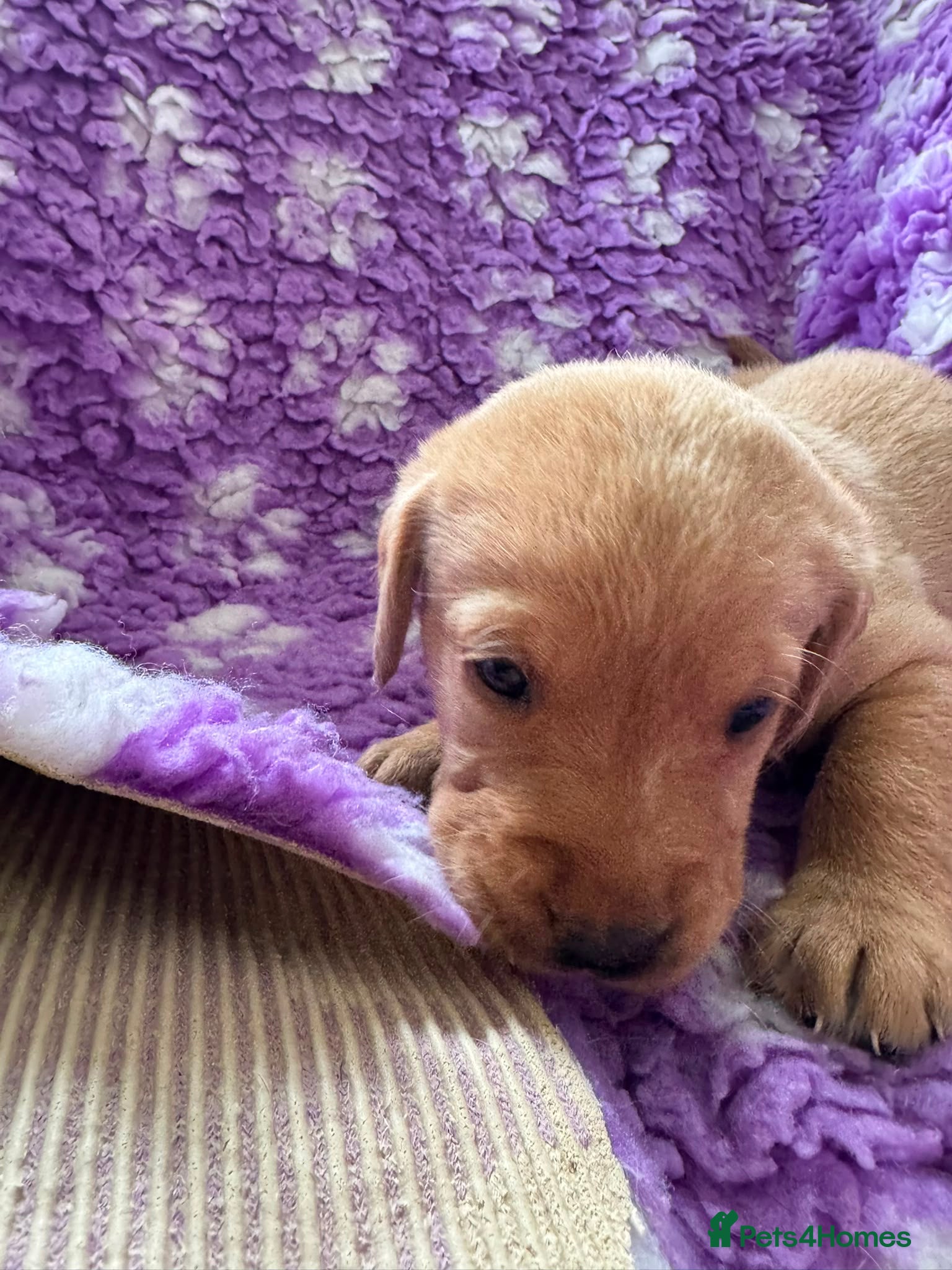 Labrador Retriever dogs for sale: Exceptional Working Labrador Puppies in Cheltenham - Advert 8