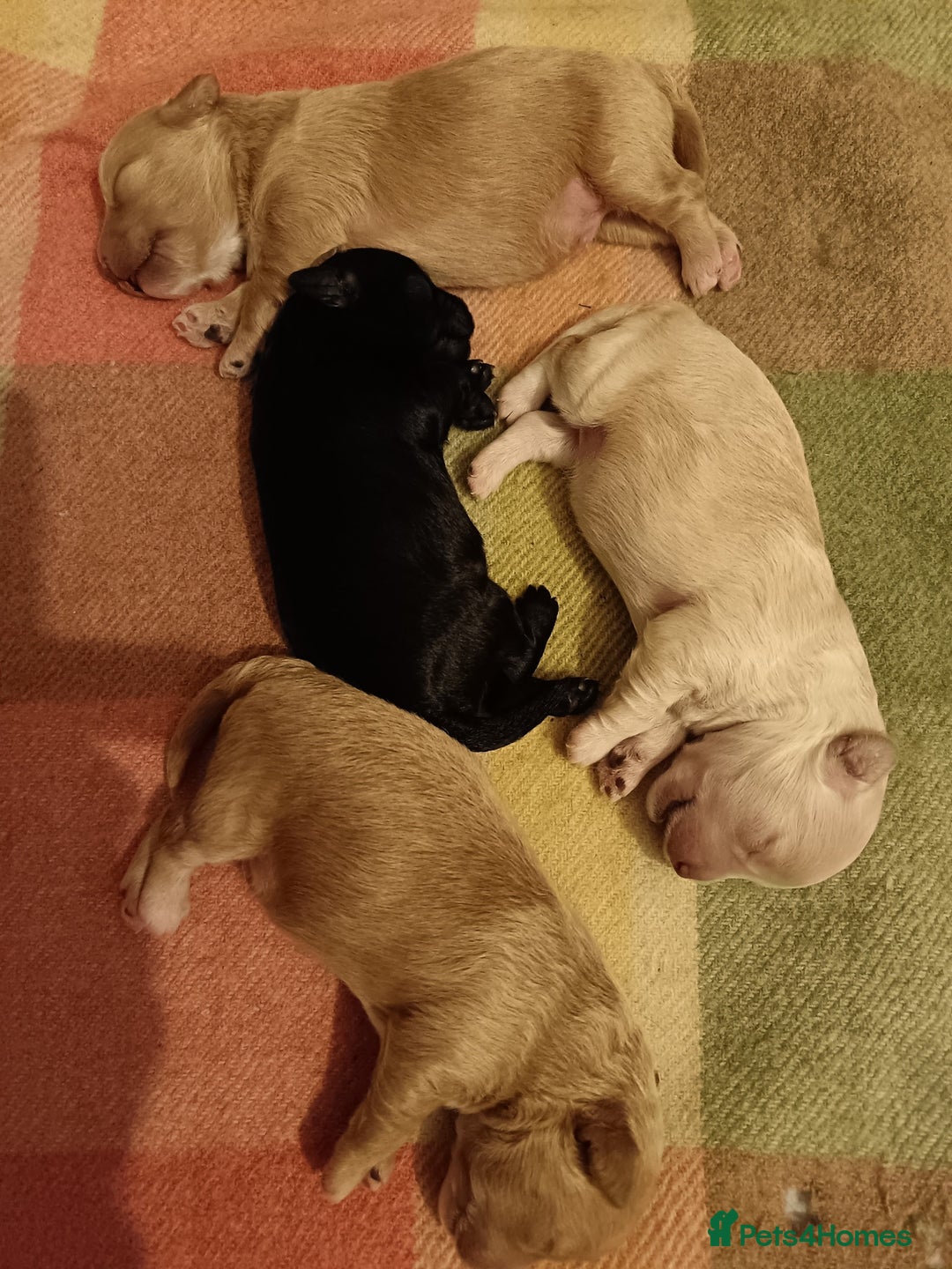 Pomapoo dogs for sale: Pompoo's - Advert 4