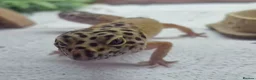 Leopard Gecko reptiles for sale: Beautiful leopard gecko ( with full set up) - Advert 3