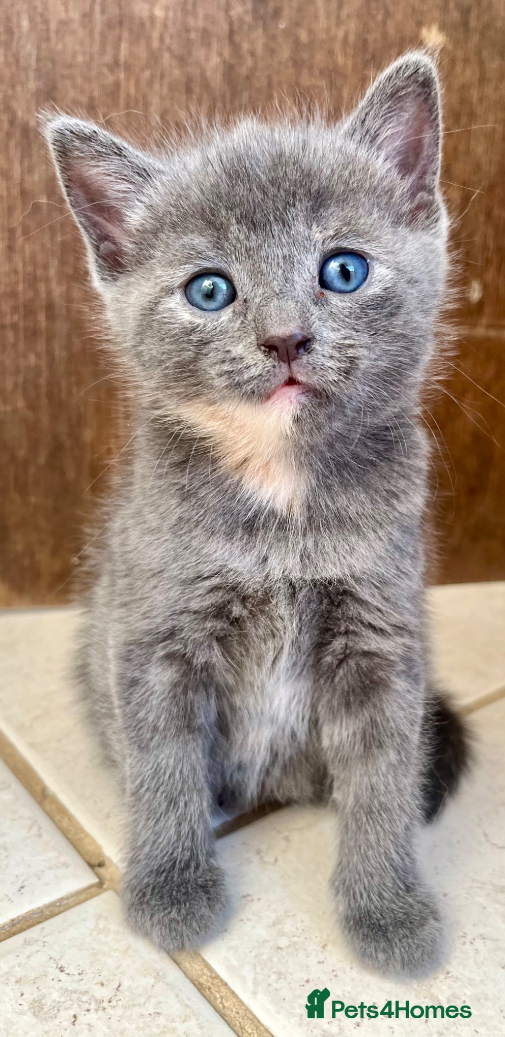 Ragdoll cats Beautiful grey ragdoll x friendly little girl - Advert 1