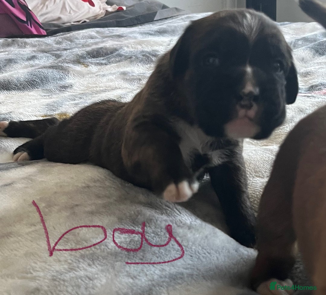 Boxer dogs for sale: Beautiful boxer babies bob/long  - Image 18