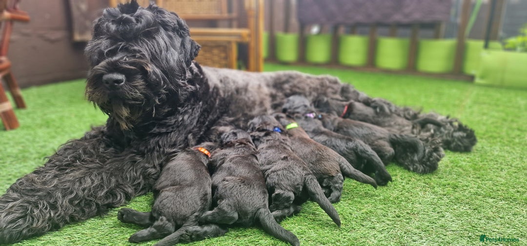 Russian Black Terrier dogs for sale: Russian Black Terrier  - Image 24