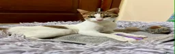 Mixed Breed cats for adoption: Lily - Affectionate Cuddly Girl - Advert 3