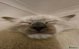 Ragdoll cats for sale: Adorable Kittens Looking for Their Forever Home - Image 17