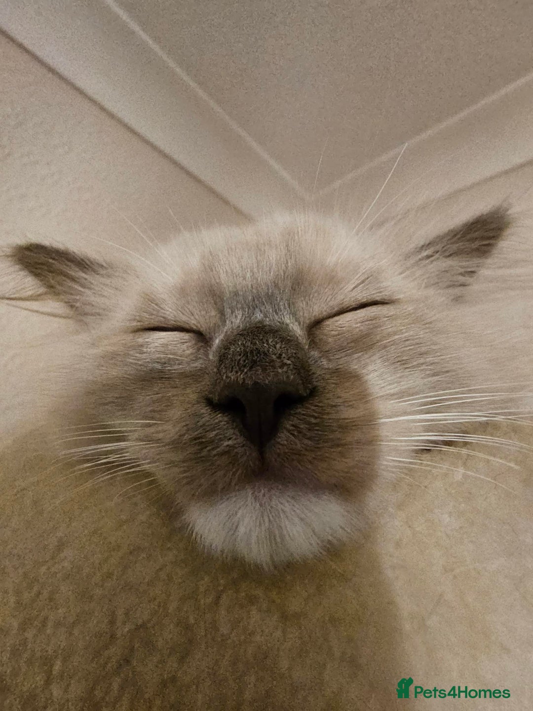 Ragdoll cats for sale: Adorable Kittens Looking for Their Forever Home - Image 17