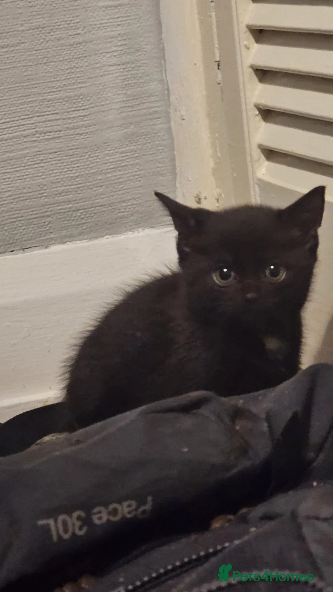 Domestic Shorthair cats for sale: Kittens for sale  - Advert 8