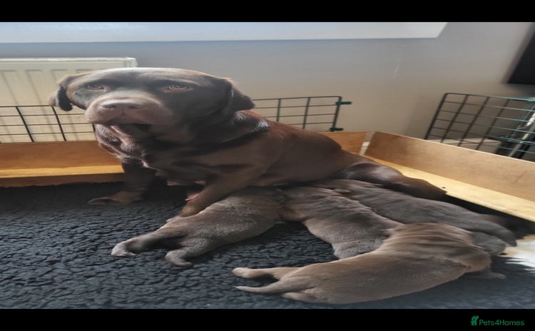 Labrador Retriever dogs - Advert 8
