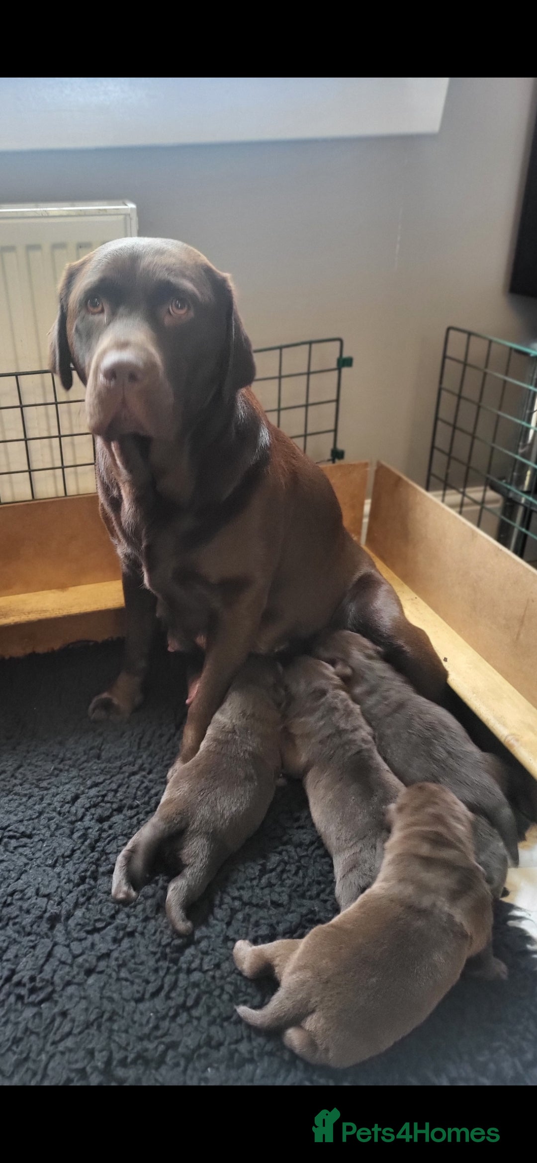 Labrador Retriever dogs for sale: KC Reg Chocolate Labrador puppies - Image 1