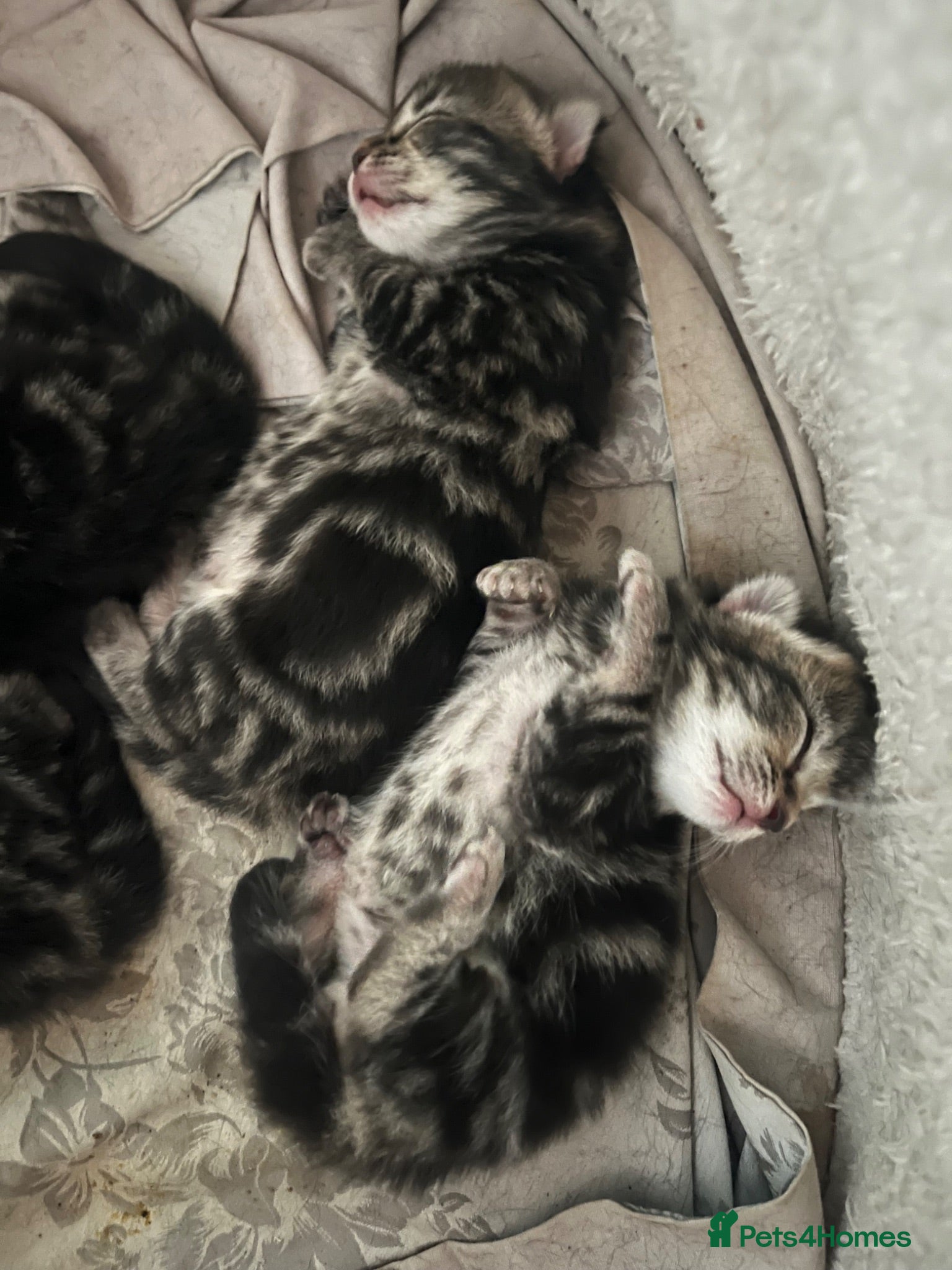 Bengal cats Stunning Bengal X kittens  - Advert 7