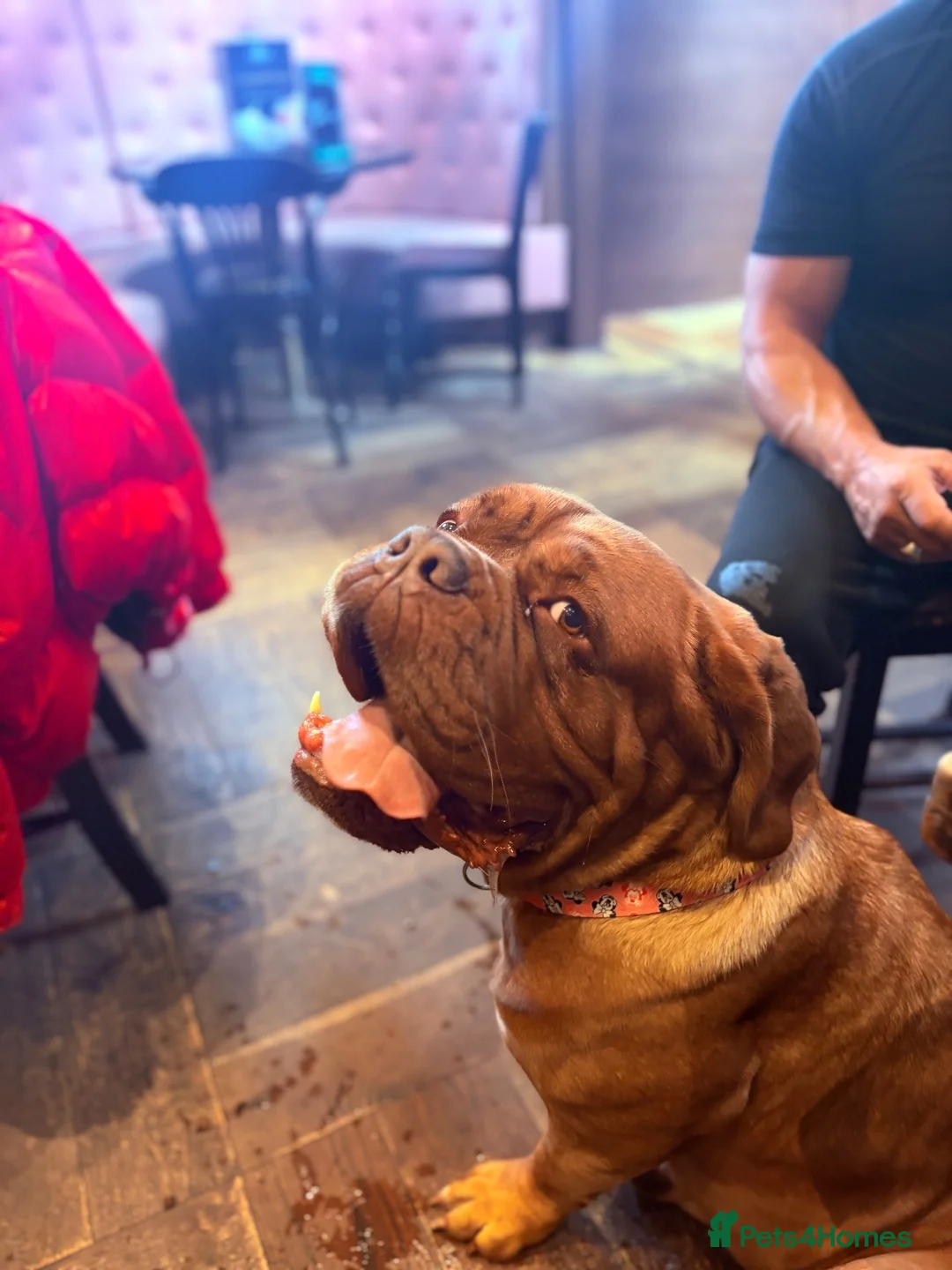 Dogue De Bordeaux dogs for sale: Dog de Bordeaux  in Kirkcaldy - Advert 3