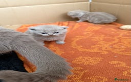 British Shorthair cats for sale: Liliac BSH two female  - Image 11