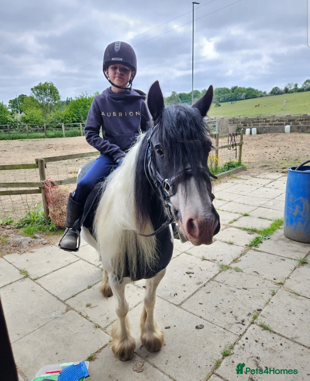 Irish Cob horses for sale: Wonderful cob for sale  - Advert 1