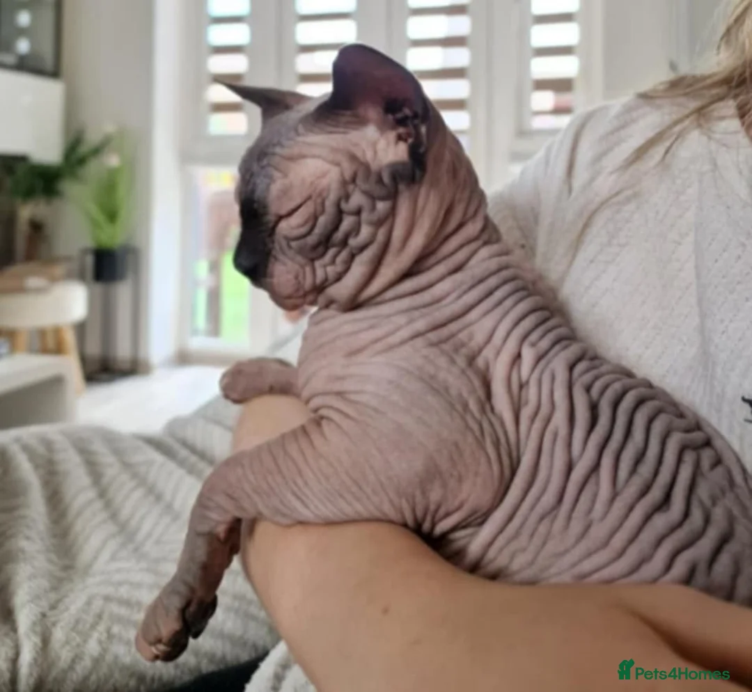 Sphynx cats for sale: Beautiful male boys available 🩷  - Advert 6