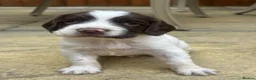 English Springer Spaniel dogs for sale: KC Registered working springer spaniels - Advert 6