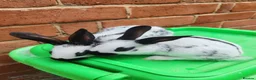 English Spot rabbits for sale: Original English spot pair - Advert 2