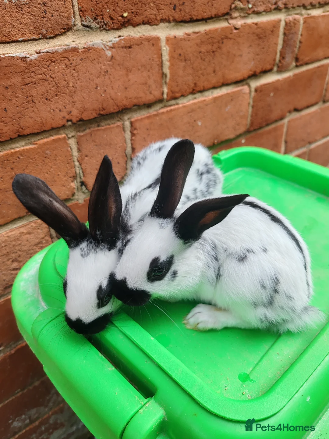 English Spot rabbits for sale: Original English spot pair - Advert 2