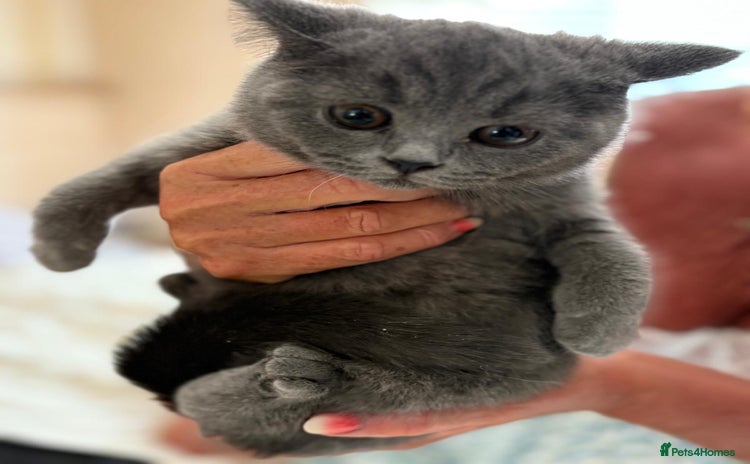 British Shorthair cats - Advert 8
