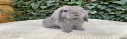 Mini Lop rabbits for sale: Baby Mini Lop bunnies for sale  - Advert 5