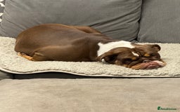 English Bulldog dogs for sale: 💕 Beautiful English Bulldog - Image 2