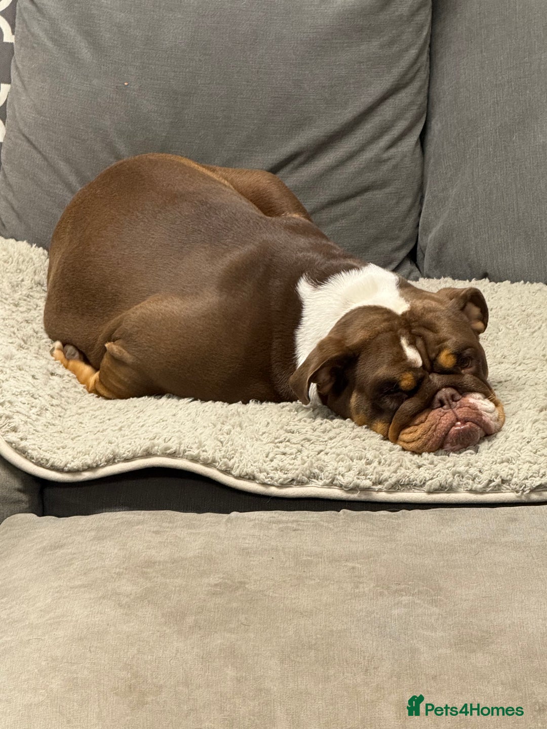 English Bulldog dogs for sale: 💕 Beautiful English Bulldog - Image 2