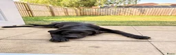 Labrador Retriever dogs for sale: KC Labrador Pup - Advert 2