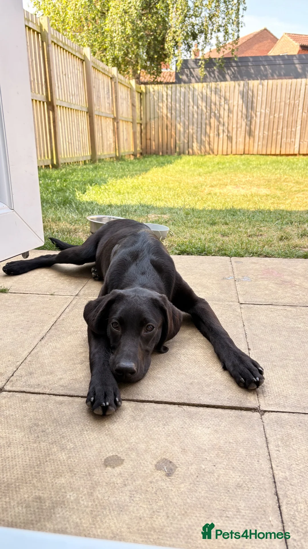 Labrador Retriever dogs for sale: KC Labrador Pup - Advert 2