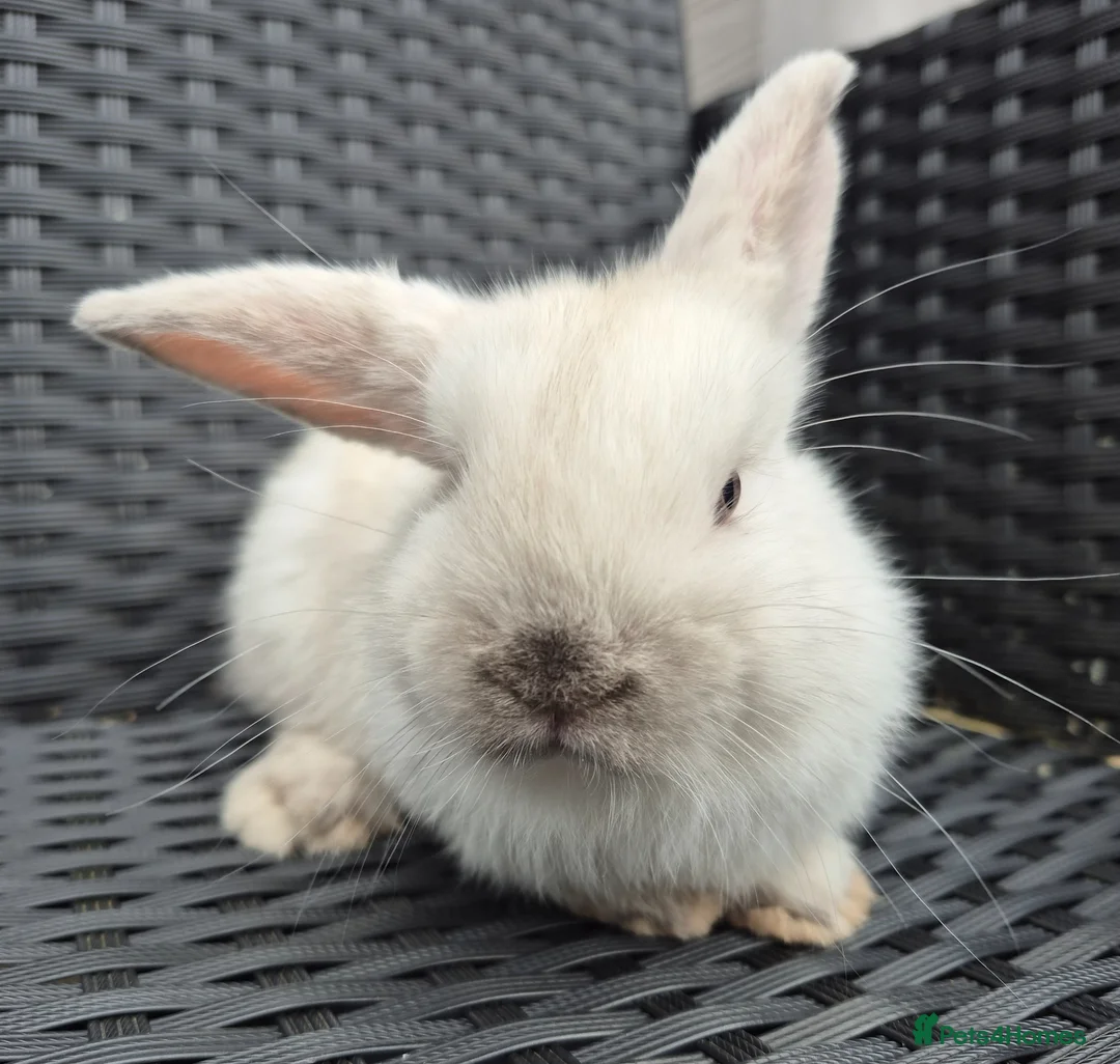 Mini Lop rabbits for sale: 🐰Baby pure-bred Mini Lop babies🐰 - Advert 13
