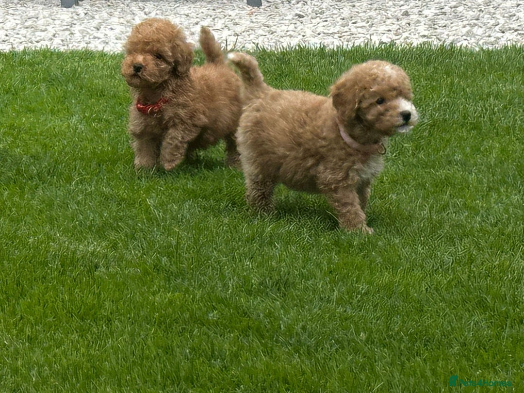 Cockapoo dogs for sale: Stunning F1b pups now available. - Image 6