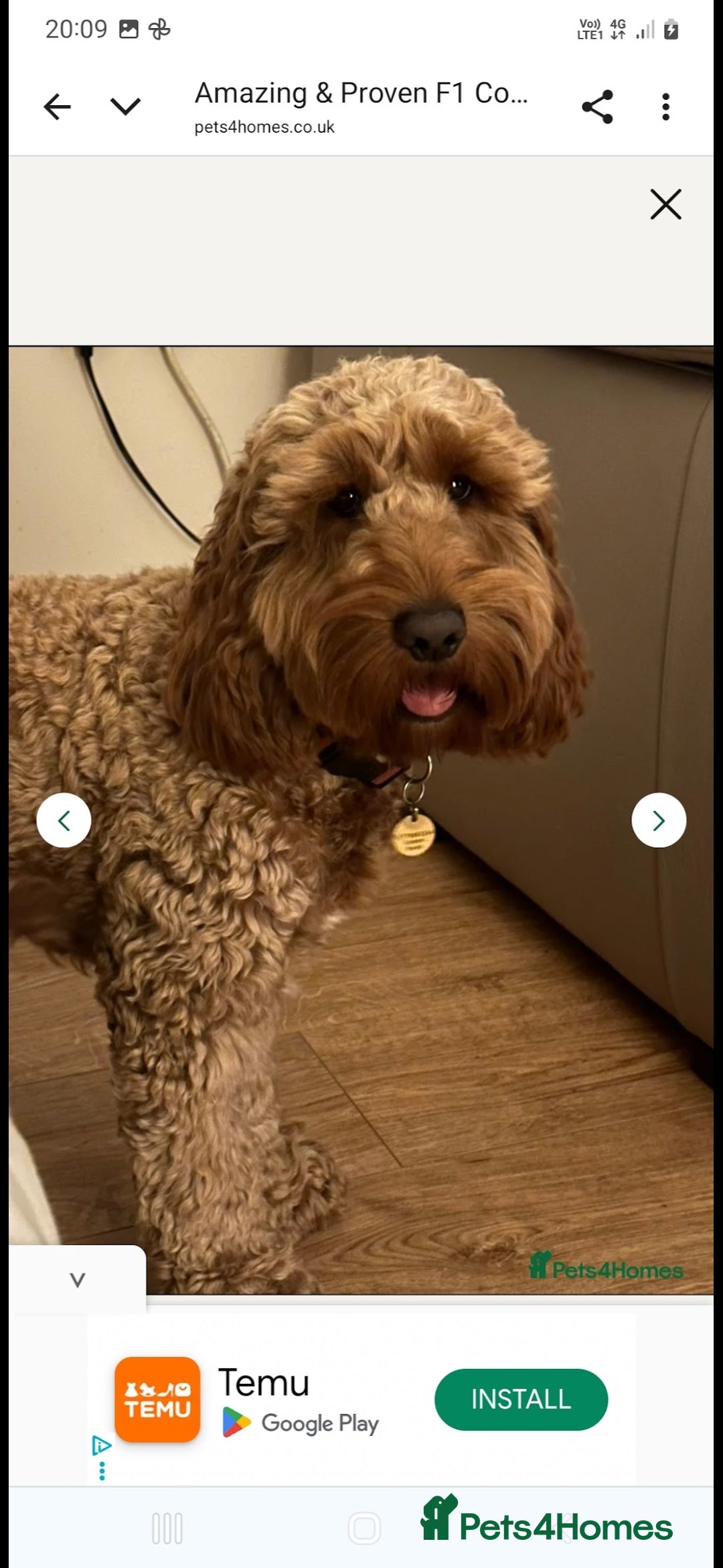 Cockapoo dogs for sale: F2 Cockapoo - Advert 14