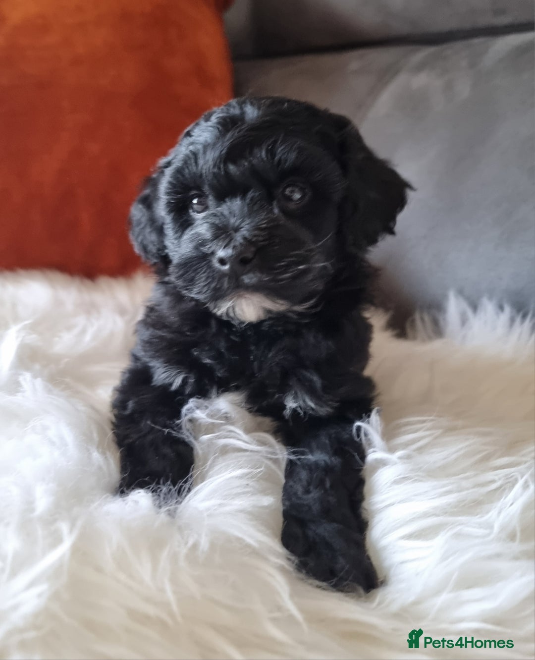 Shihpoo dogs for sale: Adorable best friend Shihpoo pups Fully Vaccinated - Advert 4