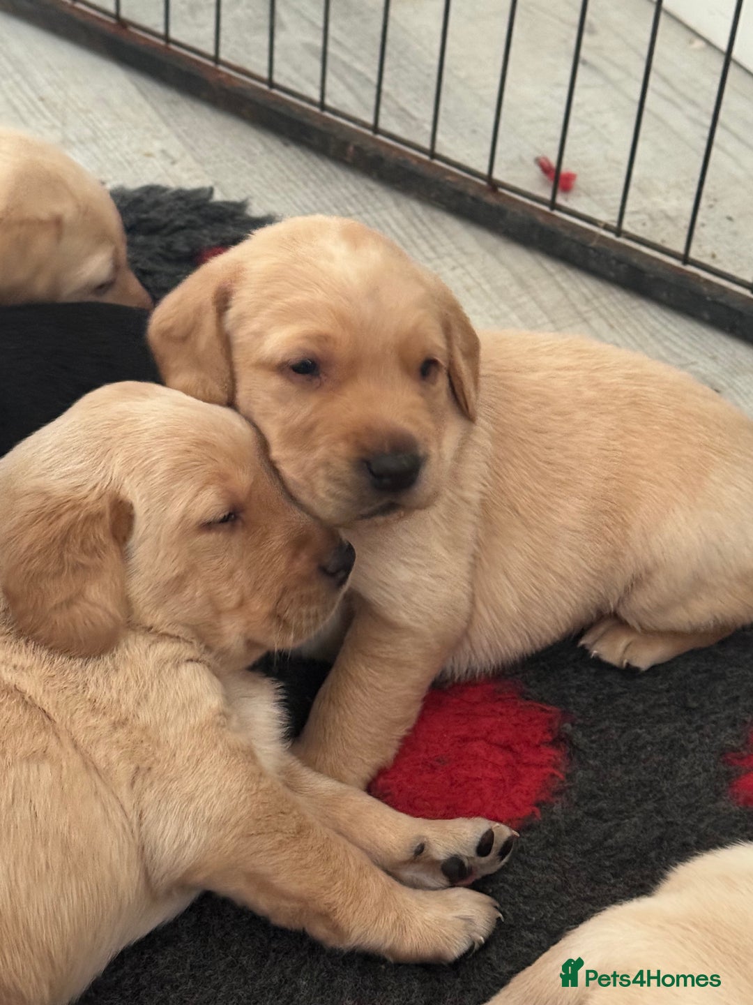 Labrador Retriever dogs for sale: Beautiful Labrador Puppies  - Advert 5