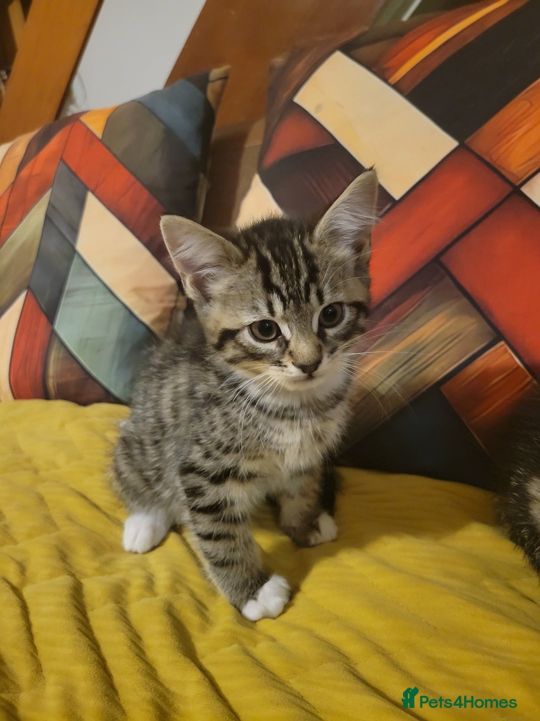 Mixed Breed cats for sale: 2 boys and 1 girl - Image 18