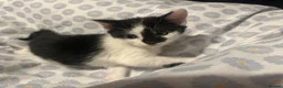 Domestic Shorthair cats for sale: FREE!! 6 playful kittens looking for homes!!  - Advert 6