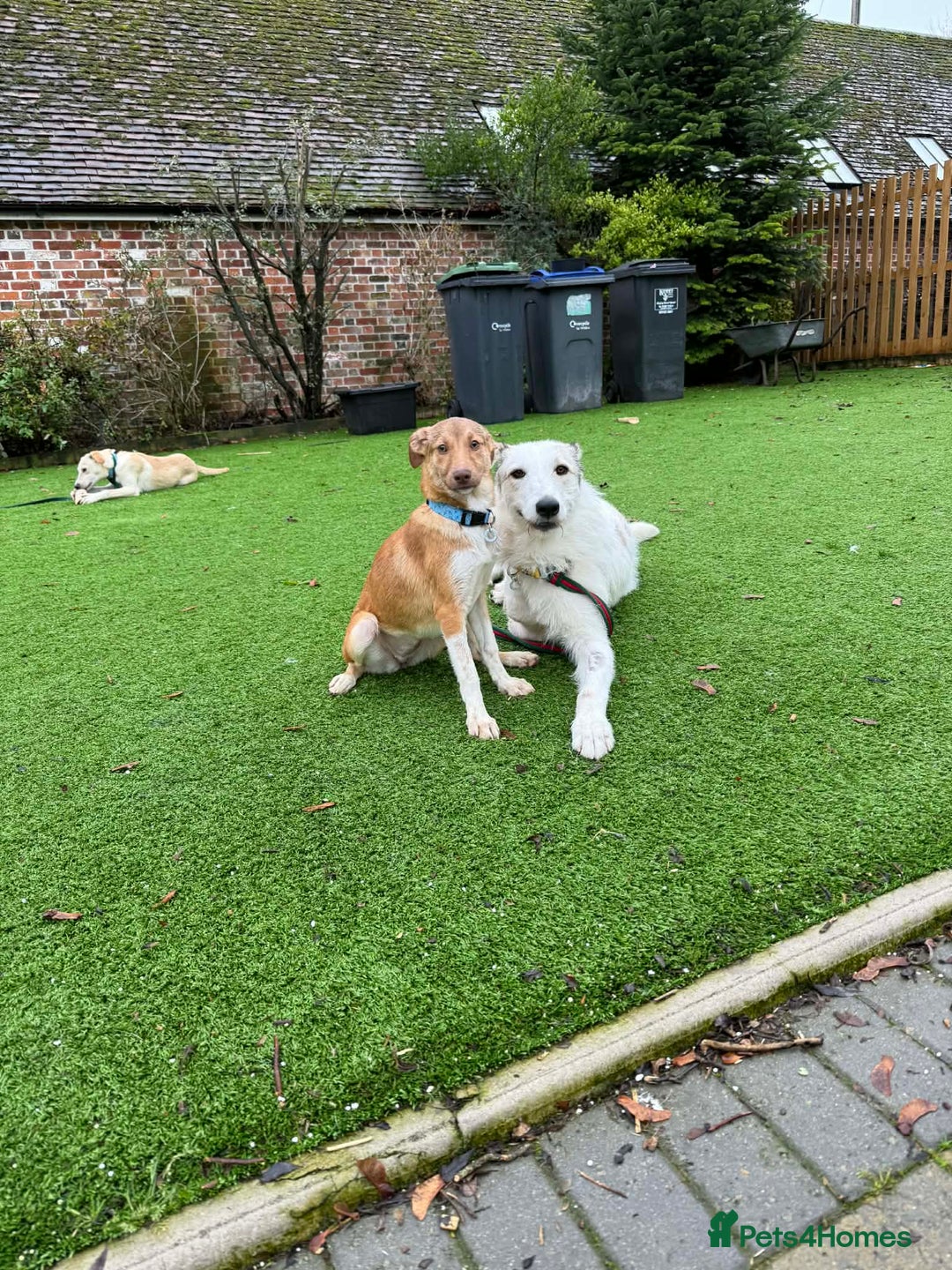 Mixed Breed dogs for adoption: Meelie Marleborough Wiltshire  - Advert 4