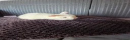 French Lop rabbits for sale: Mini Lop/Teddy Lionhead - Advert 4