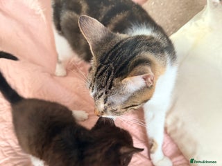 British Shorthair cats Purr-fect Christmas Kittens Ready for new home - Advert 1