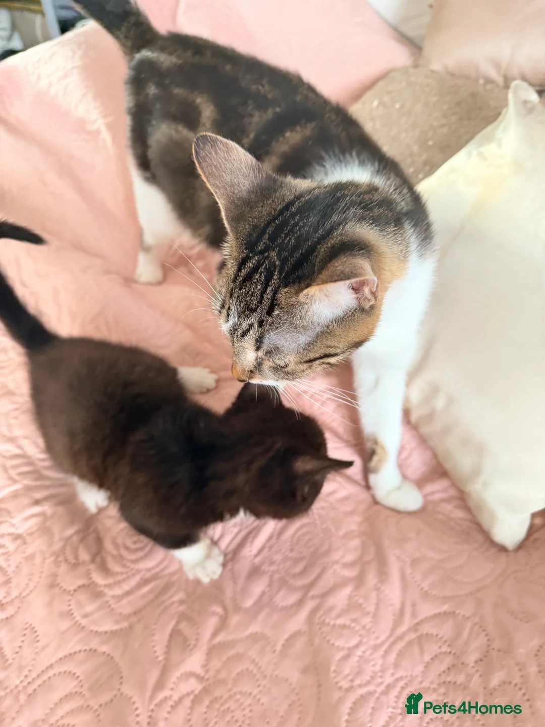 British Shorthair cats for sale: Purr-fect  **  Kittens Ready for new home - Advert 2
