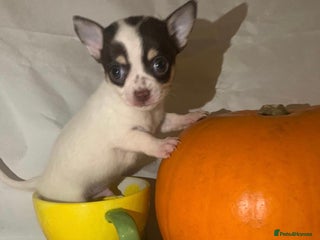 Chihuahua dogs - Advert 4