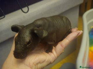 Guinea Pig rodents - Advert 1